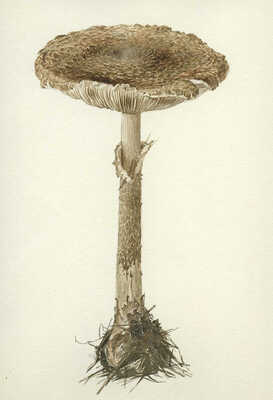 Шипиленко Александр Кузьмич. Три рисунка «Грибы»: